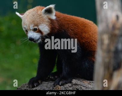 Während des Besuchs von Leo Varadkar im Zoo von Dublin wird ein roter Panda gefüttert. Am Mittwoch, den 16. Juni 2021, in Dublin, Irland. (Foto von Artur Widak/NurPhoto) Stockfoto