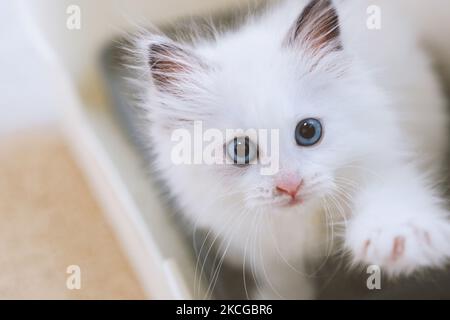 Ein süßes kleines weißes Kätzchen, Regdoll, mit einem süßen und überraschenden Ausdruck, schaut sie in einer niedlichen Pose im Badezimmer an. Stockfoto