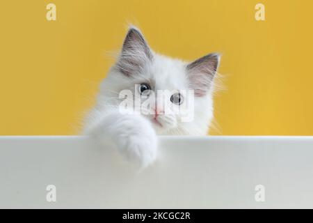 Nette Seitenansicht von frechen kleinen Katze Ragdoll spielen mit Pfoten auf gelbem Hintergrund Stockfoto