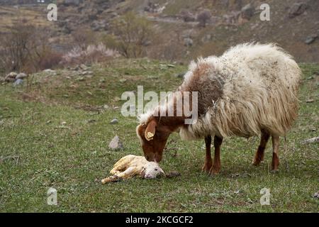 Ein trächtiges Schaf hat gerade ein Lamm zur Welt gebracht. Auf einer Wiese in den Bergen. Stockfoto