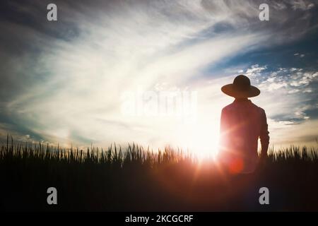 Reis-, Weizen- und Gerstenkörner reifen im Herbst Reisanbau und Feldlandschaft und Farmer und Sonnenuntergang Feld Hintergrund Stockfoto