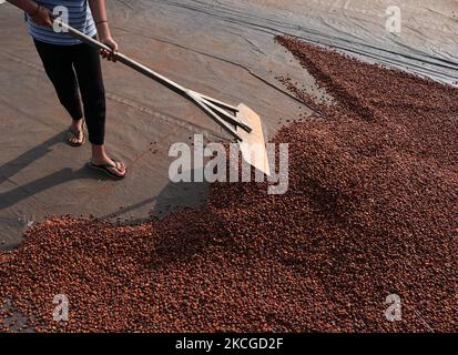 Mehrere Bauern überprüfen die Qualität, während sie Robusta-Kaffee am 23. Juni 2021 in seinem Hof im Dorf Dampit, Malang, Ost-Java, trocknen. Indonesien ist der 4. größte Exporteur der Welt.die Kaffeeexportdaten der indonesischen Statistikbehörde (BPS) erreichten im Januar bis März dieses Jahres 93.846 Tonnen, während sie 2020 375.555 Tonnen erreichten. (Foto von Aman Rochman/NurPhoto) Stockfoto