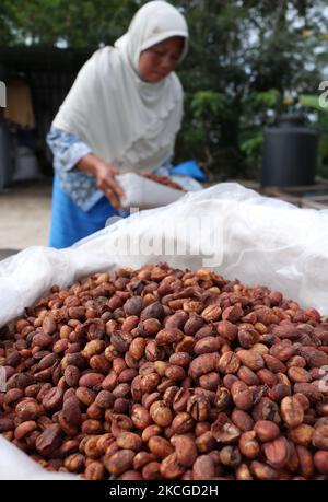 Mehrere Bauern überprüfen die Qualität, während sie Robusta-Kaffee am 23. Juni 2021 in seinem Hof im Dorf Dampit, Malang, Ost-Java, trocknen. Indonesien ist der 4. größte Exporteur der Welt.die Kaffeeexportdaten der indonesischen Statistikbehörde (BPS) erreichten im Januar bis März dieses Jahres 93.846 Tonnen, während sie 2020 375.555 Tonnen erreichten. (Foto von Aman Rochman/NurPhoto) Stockfoto