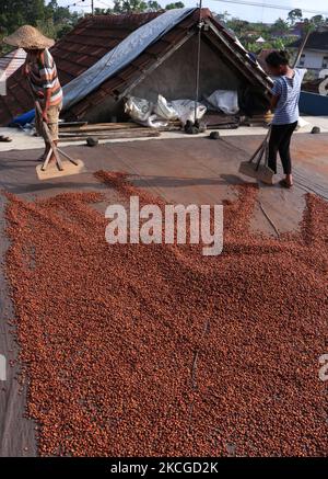 Mehrere Bauern überprüfen die Qualität, während sie Robusta-Kaffee am 23. Juni 2021 in seinem Hof im Dorf Dampit, Malang, Ost-Java, trocknen. Indonesien ist der 4. größte Exporteur der Welt.die Kaffeeexportdaten der indonesischen Statistikbehörde (BPS) erreichten im Januar bis März dieses Jahres 93.846 Tonnen, während sie 2020 375.555 Tonnen erreichten. (Foto von Aman Rochman/NurPhoto) Stockfoto