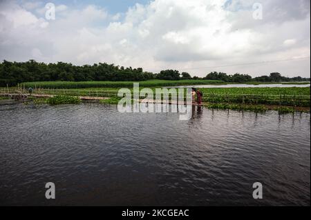 Aufgrund von Starkregen wird erwartet, dass der Wasserstand in mehreren Bezirken verschiedener Staaten, einschließlich Westbengalen, ansteigt. Früher war West-Bengalen durch heftige Regenfälle und die Befürchtung, dass Wasser aus dem Staudamm aufgrund von Wirbelstürmen im Golf von Bengalen freigesetzt werden könnte, in Gefahr von Überschwemmungen. Das Wasser des Jalangi-Flusses hat begonnen zu steigen. Der Jalangi River trennt den Tehatta-I Block und den Tehatta-II Block. Das einzige Kommunikationsmittel zwischen zwei Blöcken ist diese temporäre Bambusbrücke, aber auch das Wasser überfließt gefährlich über diese Brücke. Die reifen Jutepflanzen am Ufer des Flusses sind weniger als im Vorjahr Stockfoto