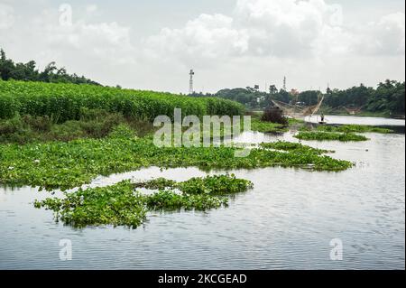 Aufgrund von Starkregen wird erwartet, dass der Wasserstand in mehreren Bezirken verschiedener Staaten, einschließlich Westbengalen, ansteigt. Früher war West-Bengalen durch heftige Regenfälle und die Befürchtung, dass Wasser aus dem Staudamm aufgrund von Wirbelstürmen im Golf von Bengalen freigesetzt werden könnte, in Gefahr von Überschwemmungen. Das Wasser des Jalangi-Flusses hat begonnen zu steigen. Der Jalangi River trennt den Tehatta-I Block und den Tehatta-II Block. Das einzige Kommunikationsmittel zwischen zwei Blöcken ist diese temporäre Bambusbrücke, aber auch das Wasser überfließt gefährlich über diese Brücke. Die reifen Jutepflanzen am Ufer des Flusses sind weniger als im Vorjahr Stockfoto