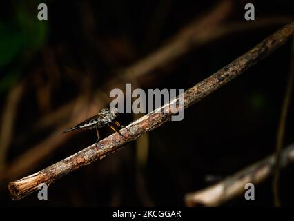 Raubfliege, (Familie Asilidae), auch Assassinfliege genannt. Der Name 'Raubfliegen' spiegelt ihre bekanntermaßen aggressiven Raubgewohnheiten wider; sie ernähren sich hauptsächlich oder ausschließlich von anderen Insekten und warten in der Regel im Hinterhalt und fangen ihre Beute im Flug. Sie sind kraftvoll gebaute, borstige Fliegen mit einem kurzen, kräftigen Proboscis, der den scharfen, saugenden Hypopharynx umschließt. Am 26. Juni 2021 in Tehatta, Westbengalen, Indien. (Foto von Soumyabrata Roy/NurPhoto) Stockfoto