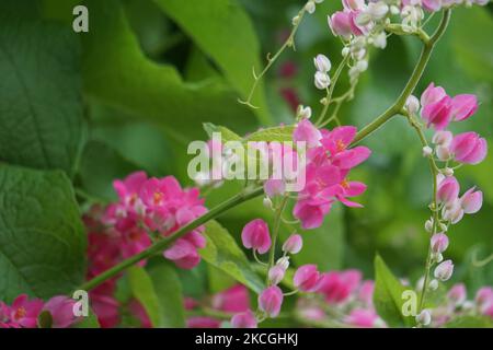 Mexikanischer Kriechgang (auch Antigonon leptopus genannt). Diese Pflanze ist gut für die gemeinsame Grippe (Influenza) und Periodenschmerzen und viele andere Symptome Stockfoto