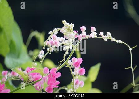 Mexikanischer Kriechgang (auch Antigonon leptopus genannt). Diese Pflanze ist gut für die gemeinsame Grippe (Influenza) und Periodenschmerzen und viele andere Symptome Stockfoto