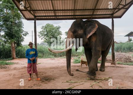 Der Elefant, der mit seinem Besitzer und Trainer im Film „Tom Yam Goong“ spielte. Der Elefant wurde nach dem Ausbruch der COVID-19 in Thailand aus dem Zoo von Chiang Mai an seinen ursprünglichen Besitzer zurückgegeben. Am 29. Juni 2021 in Surin, Thailand. Thailand ist aufgrund der COVID 19-Pandemie seit über einem Jahr für den internationalen Tourismus gesperrt. Die meisten Elefantenlager in touristischen Destinationen im ganzen Land mussten schließen und die Elefanten wurden nun gezwungen, zu ihren ursprünglichen Besitzern nach Hause zurückzukehren. Während der „Elefantentourismus“ an sich umstritten ist, stehen die Tiere zu Hause, wie oft Th, vor einer ungewissen Zukunft Stockfoto