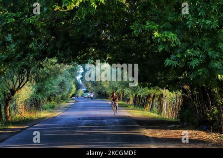 Am 30. Juni 2021 fährt ein Mann mit dem Fahrrad durch einen grünen Tunnel, der von Bäumen umgeben ist, in Sovore, Distrikt Baramulla, Jammu und Kashmir, Indien. (Foto von Nasir Kachroo/NurPhoto) Stockfoto