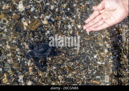 Ein Bewohner begleitet ein grünes Schildkrötenkalb (Chelonia mydas), als es am 30. Juni 2021 am Strand von Lalombi Village, South Banawa District, Donggala Regency, Central Sulawesi Priovinsi, Indonesien, ins Meer entlassen wird. Die Freilassung des grünen Schildkrötenkükchens durch die Bonebula-Stiftung und die Baturoko Mangrovenfarmer-Gruppe ist eine Erziehung für die Anwohner, freundlicher zu den Tieren zu sein, die das Küstengebiet zu ihrem Lebensraum machen. Sechs der sieben Arten von Meeresschildkröten in der Welt, darunter die Grüne Schildkröte, leben in indonesischen Gewässern als Lebensraum für Nahrungssuche und Zucht, oder einfach Migrati Stockfoto