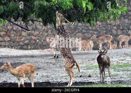 Am 3,2021. Juli steht ein gefleckter Hirsch auf seinen Füßen, um sich in einem Zoo-Gehege im Assam State Zoo in Guwahati, Indien, von Blättern zu ernähren. (Foto von Anuwar Hazarika/NurPhoto) Stockfoto