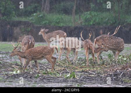 Gefleckte Hirsche in einem Zoo-Gehege im Assam State Zoo in Guwahati, Indien, am 3,2021. Juli. (Foto von Anuwar Hazarika/NurPhoto) Stockfoto