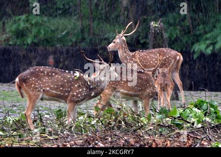 Gefleckte Hirsche in einem Zoo-Gehege im Assam State Zoo in Guwahati, Indien, am 3,2021. Juli. (Foto von Anuwar Hazarika/NurPhoto) Stockfoto