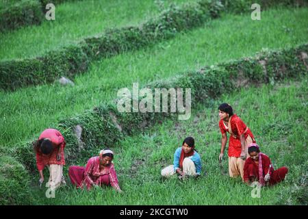 Eine Gruppe von Frauen aus dem Hindu-Rajput baut ein Feld von Hand auf, um es für die Pflanzung im Thatti-Dorf in Himachal Pradesh, Indien, vorzubereiten. (Foto von Creative Touch Imaging Ltd./NurPhoto) Stockfoto