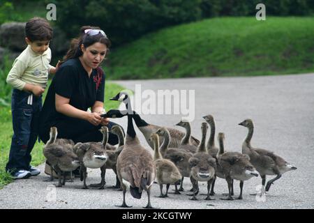 Mutter und Sohn füttern eine Familie kanadischer Gänse (Branta canadensis) in einem Park in Ontario, Kanada. (Foto von Creative Touch Imaging Ltd./NurPhoto) Stockfoto