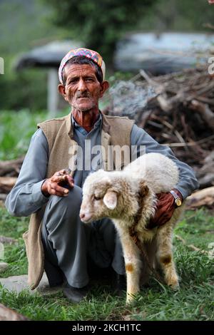 Gaddi-Mann raucht eine biddi (handgerollte Zigarette), während er am 03. Juli 2010 im Dorf Mandher in Himachal Pradesh, Indien, ein kleines Lamm hält. (Foto von Creative Touch Imaging Ltd./NurPhoto) Stockfoto