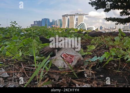 Am 9. Juli 2021 rollt ein glatt beschichteter Otter auf dem Gras der Gardens by the Bay in Singapur. Wilde Otter machen ein Comeback in den städtischen Stadtstaat, wobei die steigende Zahl der Meerestiere Besorgnis über die Überbevölkerung auslöste. (Foto von Suhaimi Abdullah/NurPhoto) Stockfoto