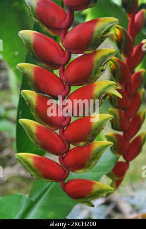 Heliconia Blume (Heliconia pendula) wächst auf der Insel Maui, Hawaii, USA, am 13. Juli 2007. (Foto von Creative Touch Imaging Ltd./NurPhoto) Stockfoto