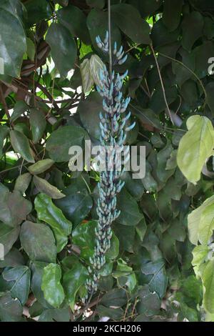 Blaue Jade-Rebe (Strongylodon macrobotrys) blüht auf der Maui Tropical Plantation auf der Insel Maui, Hawaii, USA, am 10. Juli 2007. Die blaue Jade-Rebe (Strongylodon macrobotrys), die allgemein als Jadeweinrebe, Smaragdrebe oder türkisfarbene Jaderebe bekannt ist, ist eine Art von mehrjährigen, mehrjährigen holzigen Weinreben, die aus den tropischen Wäldern der Philippinen stammt und deren Stämme bis zu 18 m lang werden können. Die türkisfarbene Blütenfarbe ähnelt einigen Formen der Mineralien Türkis und Jade und variiert von blaugrün bis mintgrün. (Foto von Creative Touch Imaging Ltd./NurPhoto) Stockfoto