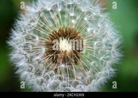 Nahaufnahme eines Löwns (Taraxacum), der seine Samen am 17. Mai 2008 in Ottawa, Ontario, Kanada, verteilen kann. (Foto von Creative Touch Imaging Ltd./NurPhoto) Stockfoto