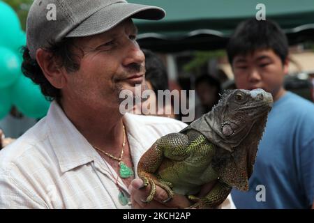 Am 23. August 2009 zeigt der Mann sein Haustier Leguan in Toronto, Ontario, Kanada. (Foto von Creative Touch Imaging Ltd./NurPhoto) Stockfoto