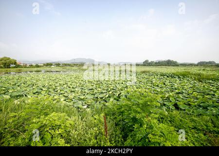 Ein Blick auf den farbenfrohen Lotus und den weiten Stausee am Stausee Gonggeomji in Sangju, Südkorea. Gonggeomji Reservoir ist ein Bewässerungsreservoir verwendet Gießen der Reisfelder. Es wird vermutet, dass es zuerst während der Foto-drei Königreiche Periode (1. Jahrhundert v. Chr.-4. Jahrhundert n. Chr.) gebaut wurde und dann im Jahr 1195 von dem örtlichen Magistrat Choe Jeong-bin in einem großen Reservoir aufgewendet wurde. (Foto von Seung-il Ryu/NurPhoto) Stockfoto