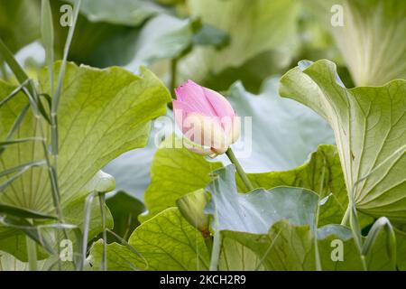 Ein Blick auf den farbenfrohen Lotus und den weiten Stausee am Stausee Gonggeomji in Sangju, Südkorea. Gonggeomji Reservoir ist ein Bewässerungsreservoir verwendet Gießen der Reisfelder. Es wird vermutet, dass es zuerst während der Foto-drei Königreiche Periode (1. Jahrhundert v. Chr.-4. Jahrhundert n. Chr.) gebaut wurde und dann im Jahr 1195 von dem örtlichen Magistrat Choe Jeong-bin in einem großen Reservoir aufgewendet wurde. (Foto von Seung-il Ryu/NurPhoto) Stockfoto