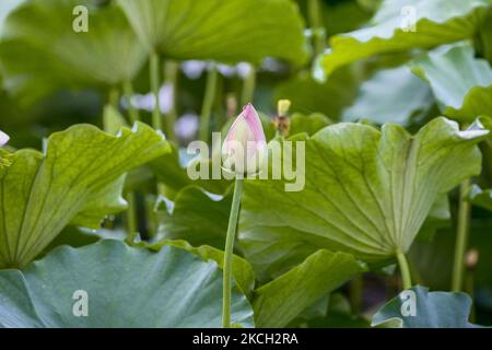 Ein Blick auf den farbenfrohen Lotus und den weiten Stausee am Stausee Gonggeomji in Sangju, Südkorea. Gonggeomji Reservoir ist ein Bewässerungsreservoir verwendet Gießen der Reisfelder. Es wird vermutet, dass es zuerst während der Foto-drei Königreiche Periode (1. Jahrhundert v. Chr.-4. Jahrhundert n. Chr.) gebaut wurde und dann im Jahr 1195 von dem örtlichen Magistrat Choe Jeong-bin in einem großen Reservoir aufgewendet wurde. (Foto von Seung-il Ryu/NurPhoto) Stockfoto