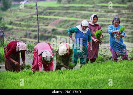 Kaschmirische Frauen pflanzten am 23. Juni 2010 in einem Reisfeld in Kangan, Kaschmir, Indien, Reisbäumchen an. (Foto von Creative Touch Imaging Ltd./NurPhoto) Stockfoto