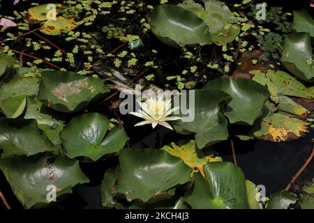 Am 11. Juli 2021 wächst im Nigeen Lake in Srinagar, Jammu und Kaschmir Indien ein gelber Lotus. (Foto von Nasir Kachroo/NurPhoto) Stockfoto