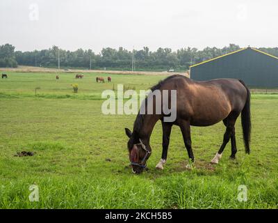 Am 10.. Juli 2021 grast ein Pferd während eines nebligen, aber warmen Morgens in der Provinz Gelderland in den Niederlanden. (Foto von Romy Arroyo Fernandez/NurPhoto) Stockfoto