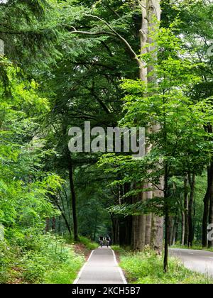 Dank der letzten Regenfälle sehen die Wälder in der niederländischen Provinz Gelderland am 11.. Juli 2021 grüner aus als je zuvor. (Foto von Romy Arroyo Fernandez/NurPhoto) Stockfoto