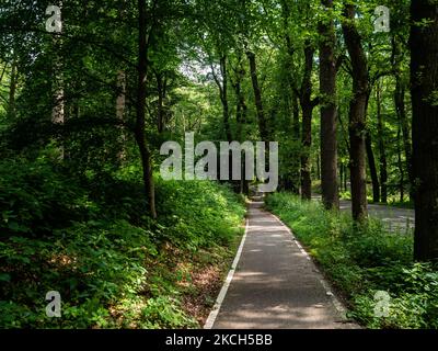 Dank der letzten Regenfälle sehen die Wälder in der niederländischen Provinz Gelderland am 11.. Juli 2021 grüner aus als je zuvor. (Foto von Romy Arroyo Fernandez/NurPhoto) Stockfoto