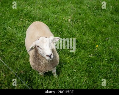 Am 110h. Juli 2021 posiert in der Provinz Gelderland ein Schaf für die Kamera. (Foto von Romy Arroyo Fernandez/NurPhoto) Stockfoto