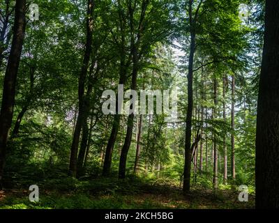 Dank der letzten Regenfälle sehen die Wälder in der niederländischen Provinz Gelderland am 11.. Juli 2021 grüner aus als je zuvor. (Foto von Romy Arroyo Fernandez/NurPhoto) Stockfoto
