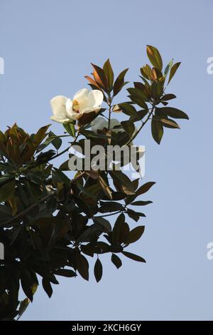 Große weiße Blumen auf einem Baum an der Nishant Bagh Moghul-Gärten in Srinagar, Kaschmir, Indien, am 22. Juni 2010. (Foto von Creative Touch Imaging Ltd./NurPhoto) Stockfoto