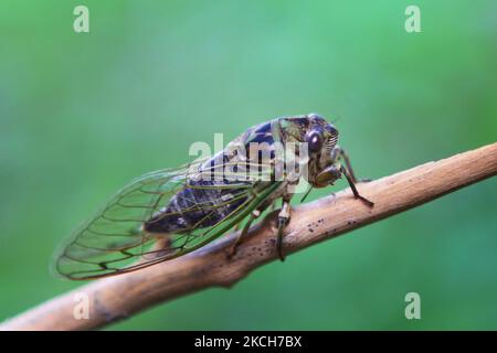 Gemeine Zikade (Tibicen linnei) an einer Zweigstelle in Toronto, Ontario, Kanada, am 15. August 2013. (Foto von Creative Touch Imaging Ltd./NurPhoto) Stockfoto