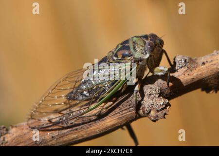 Gemeine Zikade (Tibicen linnei) an einer Zweigstelle in Toronto, Ontario, Kanada, am 15. August 2013. (Foto von Creative Touch Imaging Ltd./NurPhoto) Stockfoto