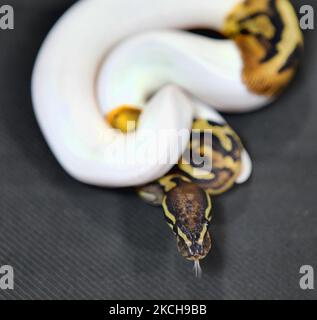 Speziell gezüchtete, hochweiße Pythonschlange auf einer exotischen Reptilienzüchter-expo, die am 19. September 2010 in Mississauga, Ontario, Kanada, stattfand. (Foto von Creative Touch Imaging Ltd./NurPhoto) Stockfoto