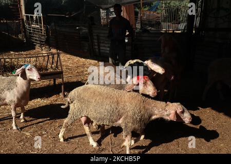 Palästinenser wählen Schafe auf einem Viehmarkt, vor Eid al-Adha, in Gaza-Stadt, am 17. Juli 2021. - Muslime auf der ganzen Welt feiern Eid al-Adha, indem sie die Gräber ihrer Angehörigen besuchen und Schafe, Ziegen, Kühe und Kamele schlachten, zum Gedenken an die Bereitschaft des Propheten Abraham, seinen Sohn Ismail auf Gottes Befehl zu opfern. (Foto von Majdi Fathi/NurPhoto) Stockfoto