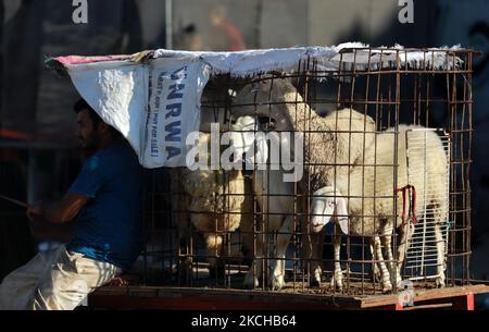 Palästinenser wählen Schafe auf einem Viehmarkt, vor Eid al-Adha, in Gaza-Stadt, am 17. Juli 2021. - Muslime auf der ganzen Welt feiern Eid al-Adha, indem sie die Gräber ihrer Angehörigen besuchen und Schafe, Ziegen, Kühe und Kamele schlachten, zum Gedenken an die Bereitschaft des Propheten Abraham, seinen Sohn Ismail auf Gottes Befehl zu opfern. (Foto von Majdi Fathi/NurPhoto) Stockfoto