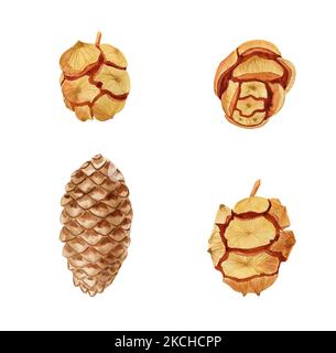 Pine Kegel realistische handgezeichnete Aquarell Illustration Set. Skandinavischer natürlicher Stil für ein minimalistisches Design. Stockfoto