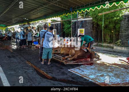 Indonesische Muslime schlachten Kühe während der Feierlichkeiten zum Eid al-Adha oder zum Opferfest in Yogyakarta, Indonesien, am 20. Juli 2021. Muslime auf der ganzen Welt feiern Eid al-Adha, das das Ende der jährlichen Hadsch-Wallfahrt markiert, indem sie Opfertiere schlachten, deren Fleisch später an die Menschen verteilt wird. (Foto von Rizqullah Hamiid/NurPhoto) Stockfoto