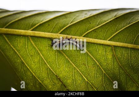 Eine Tussockmotte (Lymantriinae : Erebidae) Raupe befindet sich unter dem Guava-Blatt in Tehatta, Westbengalen; Indien am 19/07/2021. Die letzte volle Juliwoche wird als National Moth Week gefeiert, vom 17. Juli bis zum 25. Juli 2021, eine globale Citizen Science Initiative. (Foto von Soumyabrata Roy/NurPhoto) Stockfoto