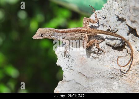 Braune Anole (Anolis sagrei) auf einem Felsen in Guardalavaca, Kuba. Die braune Anole, auch als Bahaman Anole bekannt, ist eine Eidechse, die in Kuba und den Bahamas beheimatet ist. (Foto von Creative Touch Imaging Ltd./NurPhoto) Stockfoto