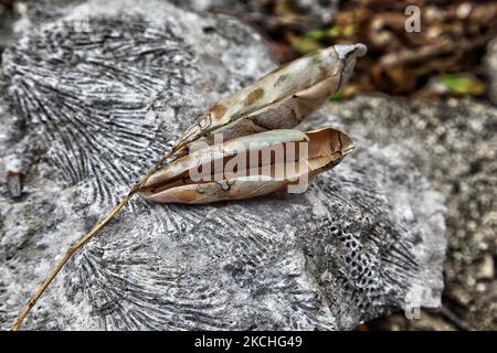 Getrocknete Blätter ruhen auf einem Felsen mit versteinerten Korallen in Guardalavaca, Provinz Holguin, Kuba. (Foto von Creative Touch Imaging Ltd./NurPhoto) Stockfoto