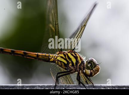 Ein Yellow-tailed Ashy Skimmer (Potamarcha-Kongener) ist eine mittelgroße Libelle in Tehatta, Westbengalen, Indien am 21/07/2021. Diese Libelle ist in terrestrischen Gebieten mit stehendem Wasser zu finden. (Foto von Soumyabrata Roy/NurPhoto) Stockfoto