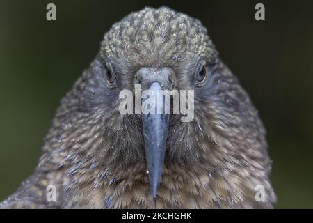 Ein Kea (Nestor notabilis) blickt am 22. Juli 2021 unter dem Gertrude-Sattel im Fiordland National Park, Neuseeland, eifrig in die Kamera. Derzeit gefährdete Art Kea ist ein einheimischer neuseeländischer Vogel, auch bekannt als der neuseeländische Bergpapagei - der einzige echte Alpenpapagei der Welt. Viele Jahre lang war es legal, Kea um eine Prämie zu jagen, und zwischen 1860 und 1970 töteten Menschen mindestens 150.000. Im Jahr 1971 wurde die Kopfgeldjagd illegal, und im Jahr 1986 wurde Kea zu einer geschützten Art. Schätzungen zufolge gibt es in Neuseeland weniger als 5000 Kea. (Foto von Sanka Vidanagama/NurPhoto) Stockfoto